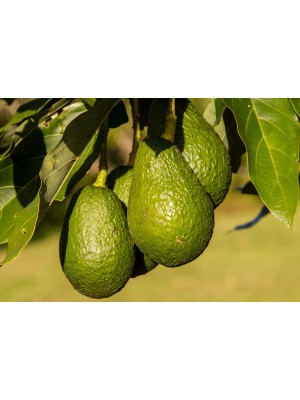 Avokado (Tane)
