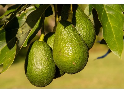 Avokado (Tane)