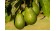 Avokado (Tane)